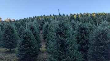 Growing Trees
